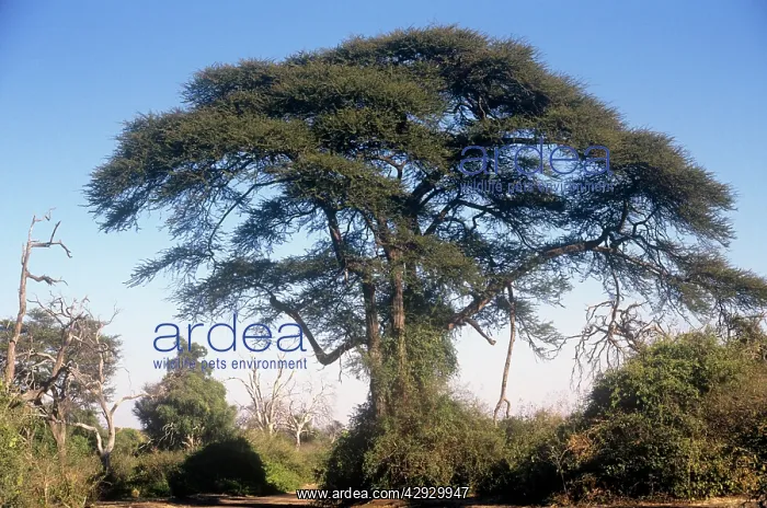 : Acacia tortilis / Umbrella Thorn : Acacia tortilis / Umbrella Thorn