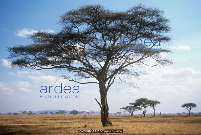 : Acacia Tree : Acacia Tree