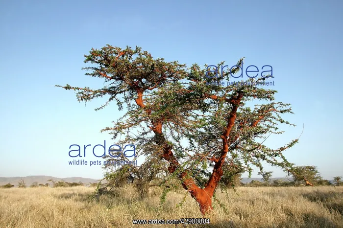: Acacia Tree : Acacia Tree