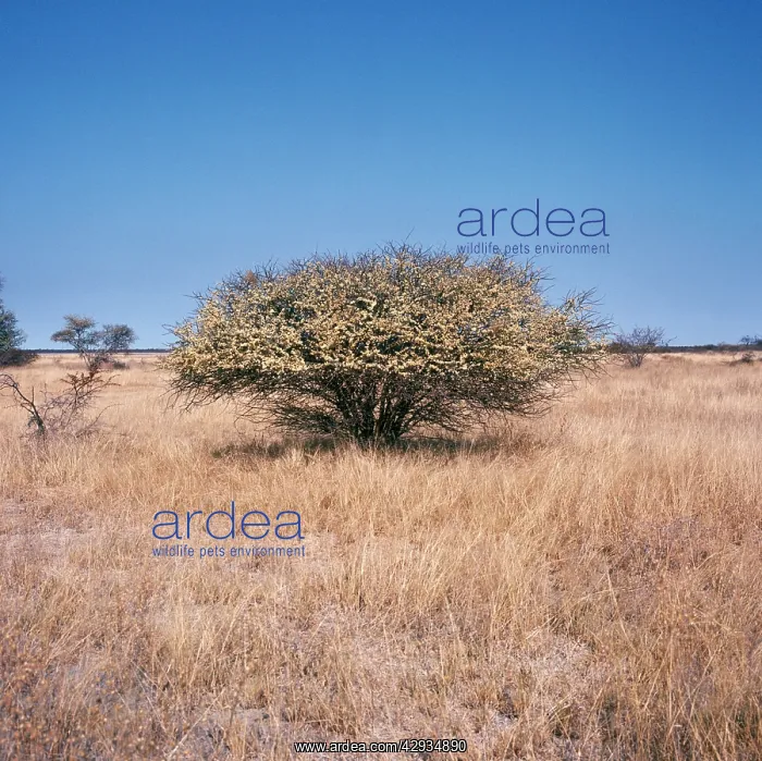 : Acacia Tree : Acacia Tree