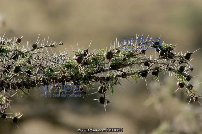 : Acacia Tree - close-up : Acacia Tree - close-up