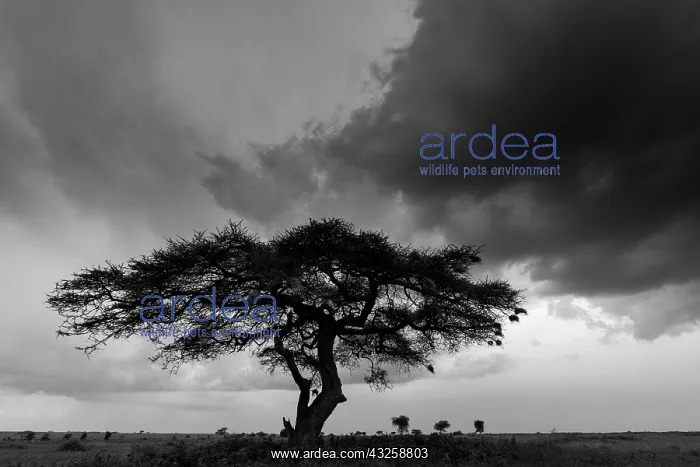 : Acacia tree, Serengeti National Park, Tanzania : Acacia tree, Serengeti National Park, Tanzania