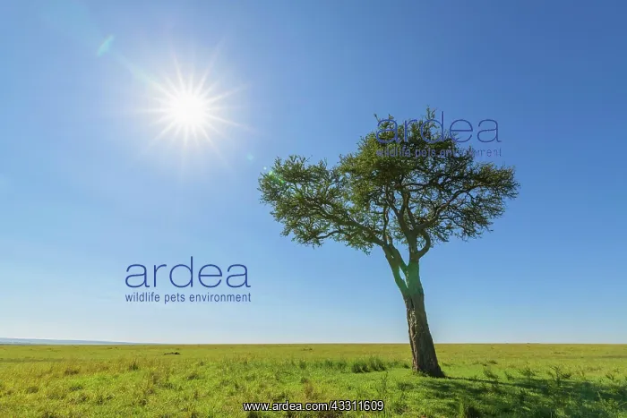 : Acacia tree with sun, Masai Mara National Reserve : Acacia tree with sun, Masai Mara National Reserve