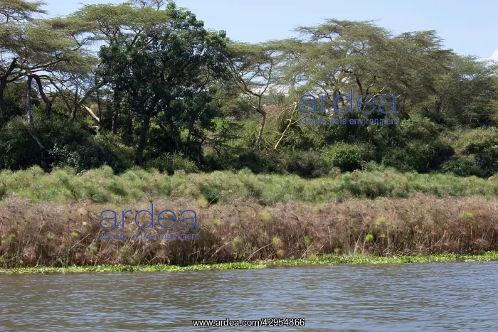 : Acacia Trees and Papyrus fringing edge of Lake Naivasha : Acacia Trees and Papyrus fringing edge of Lake Naivasha