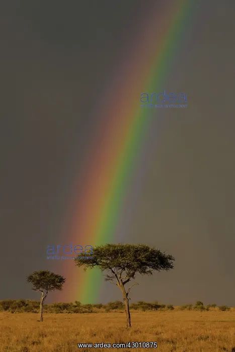 : Acacia Trees under rainbow Masai Mara National Reserve : Acacia Trees under rainbow Masai Mara National Reserve