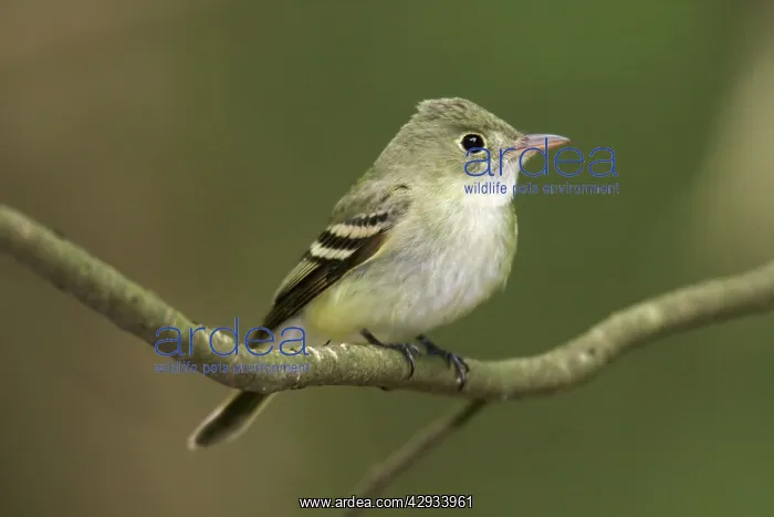 : Acadian Flycatcher : Acadian Flycatcher