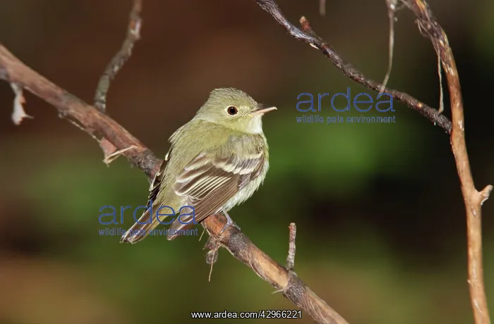 : Acadian Flycatcher : Acadian Flycatcher