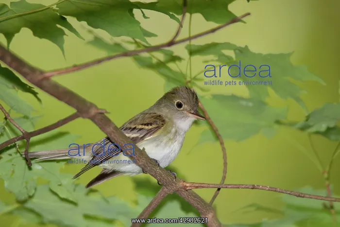 : Acadian Flycatcher : Acadian Flycatcher