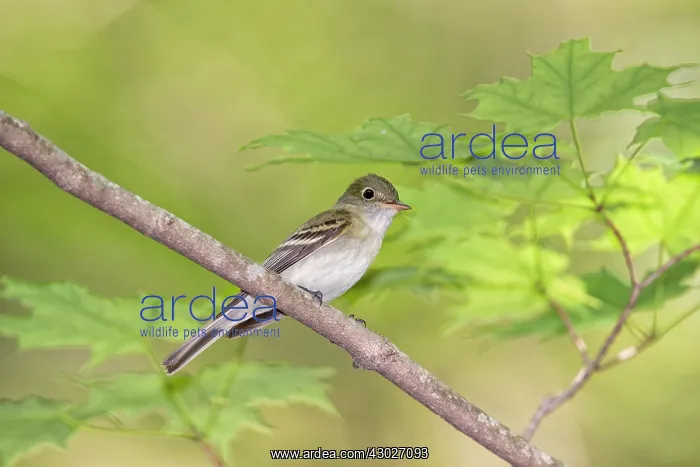: Acadian Flycatcher : Acadian Flycatcher
