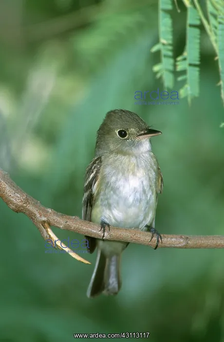 : Acadian Flycatcher : Acadian Flycatcher