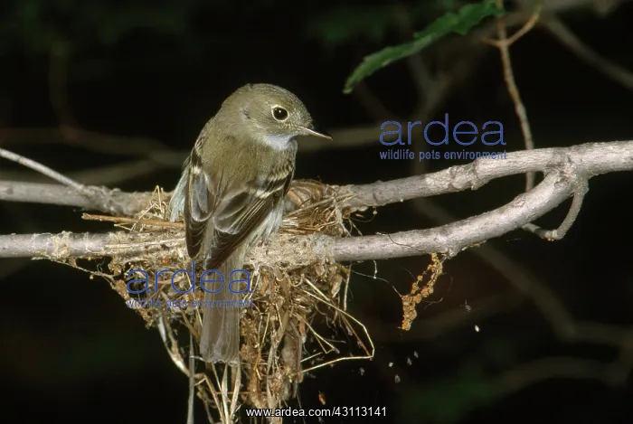 : Acadian Flycatcher : Acadian Flycatcher