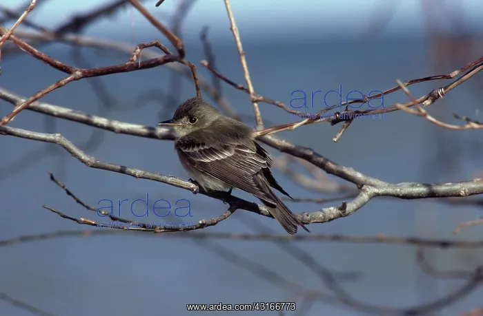 : Acadian Flycatcher : Acadian Flycatcher
