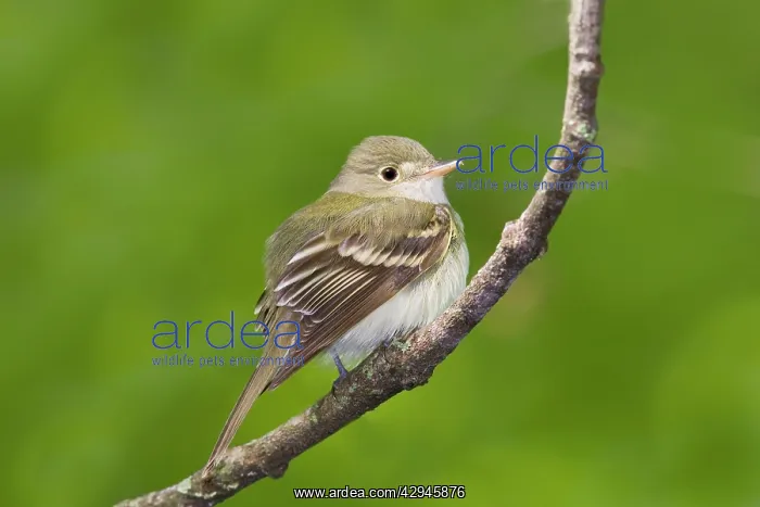 : Acadian Flycatcher - On branch : Acadian Flycatcher - On branch