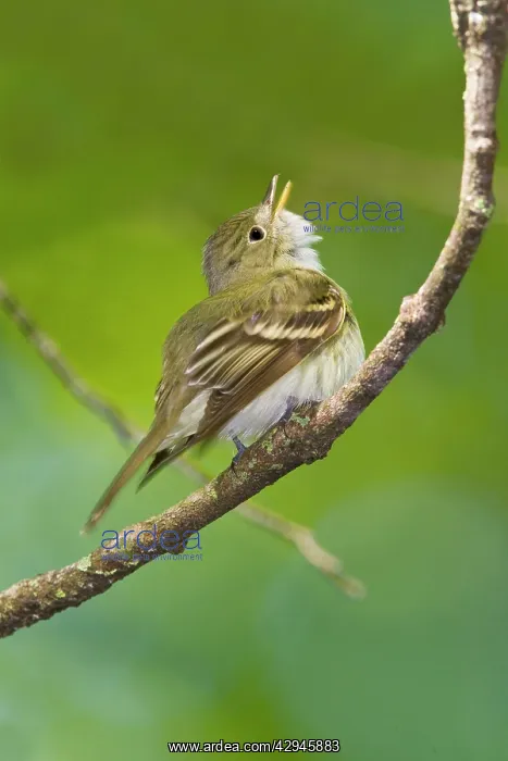 : Acadian Flycatcher - On branch : Acadian Flycatcher - On branch