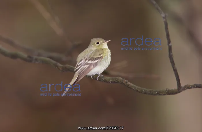 : Acadian Flycatcher, Connecticut, USA in June : Acadian Flycatcher, Connecticut, USA in June