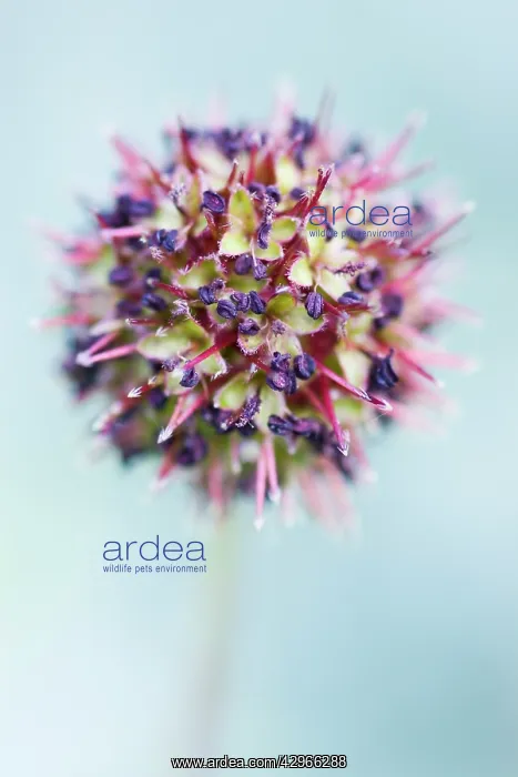 : Acaena, Acaena affinis : Acaena, Acaena affinis