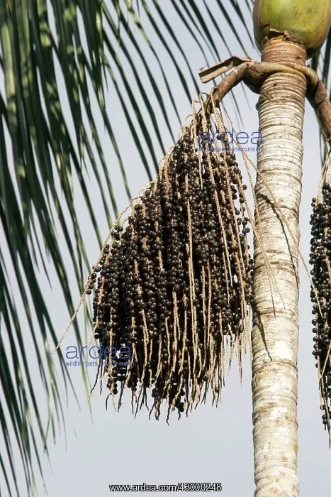 : Acai Palm fruits (used to extract the juice and make drinks) : Acai Palm fruits (used to extract the juice and make drinks)
