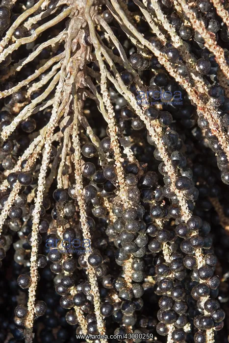 : Acai Palm fruits (used to extract the juice and make drinks) : Acai Palm fruits (used to extract the juice and make drinks)