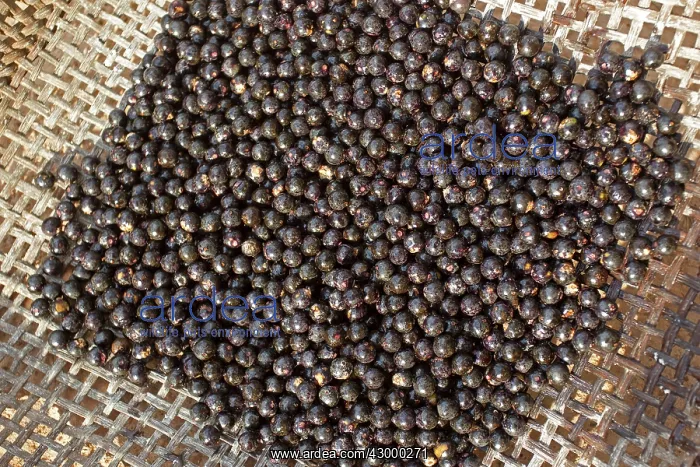 : Acai Palm fruits (used to extract the juice and make drinks) : Acai Palm fruits (used to extract the juice and make drinks)