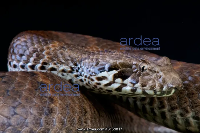: Acanthophis antarcticus Acanthophis : Acanthophis antarcticus Acanthophis