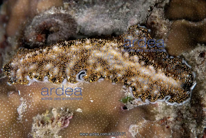  : Acanthozoon Flatworm