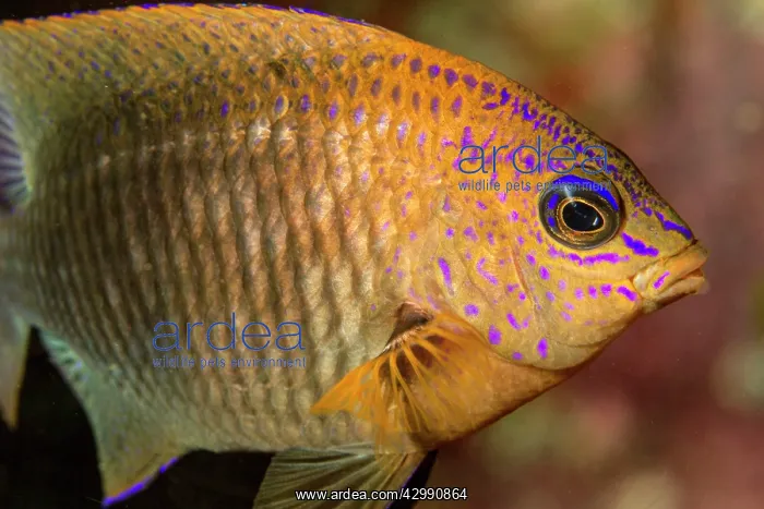 : Acapulco Damselfish : Acapulco Damselfish