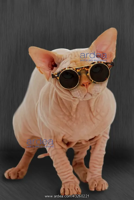  : Cat Sphynx wearing glasses Digital Manipulation: Accessories PAB, background added