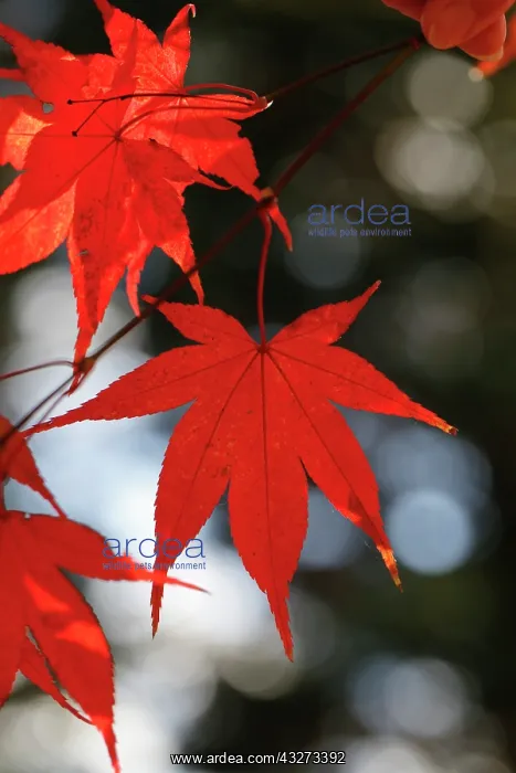 : Acer Leaves - Autumn : Acer Leaves - Autumn