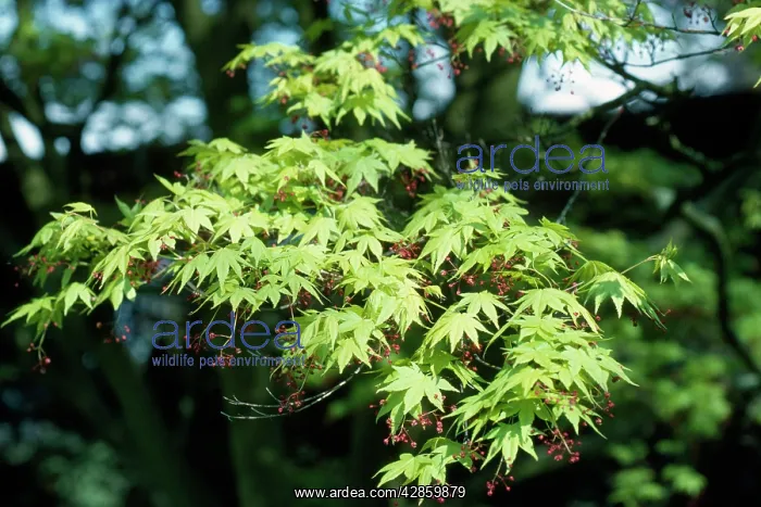  : ACER - MAPLE