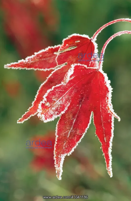 : ACER / Maple - frosty leaf close-up : ACER / Maple - frosty leaf close-up