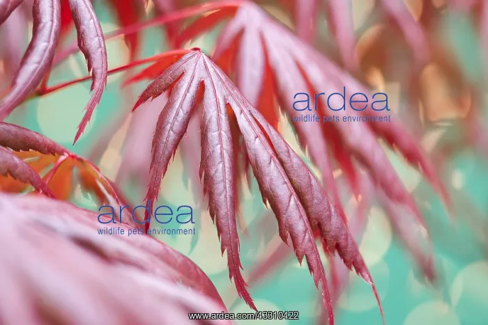 : Acer Palmatum Trompenburg - Leaves - Norfolk : Acer Palmatum Trompenburg - Leaves - Norfolk