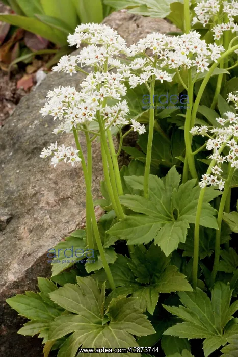 : Aceriphyllum / Mukdenia : Aceriphyllum / Mukdenia