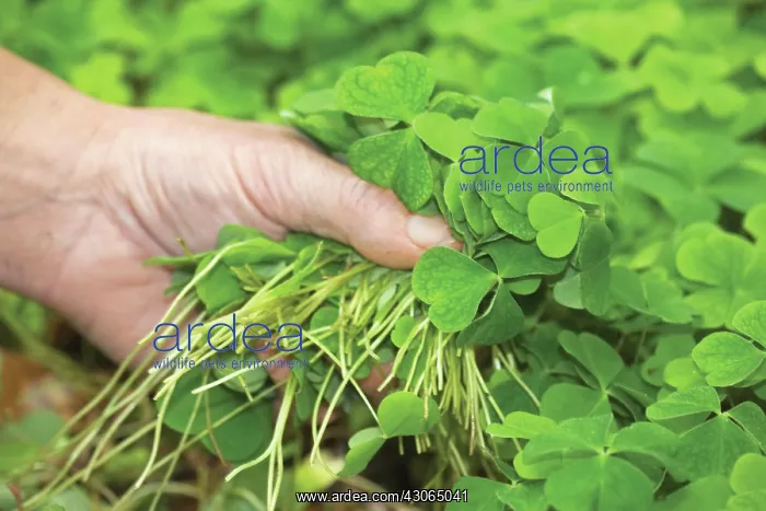 : acetosella : acetosella