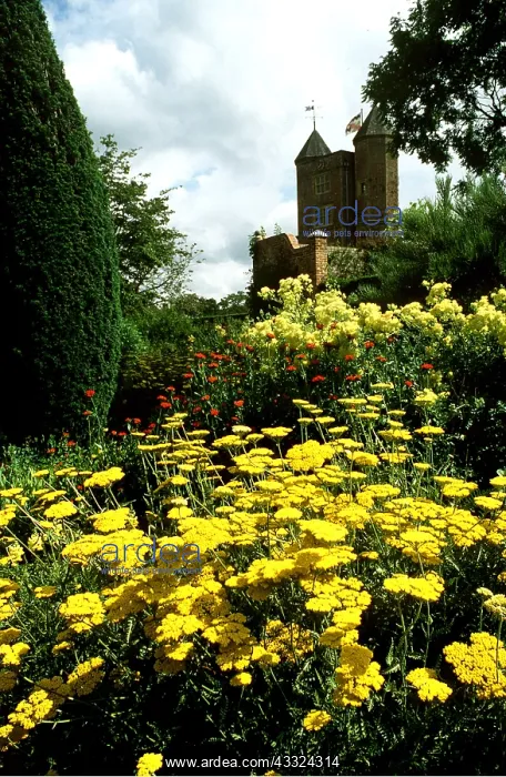 : Achillea Yellow Flowers : Achillea Yellow Flowers