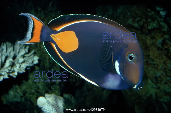 : Achilles Tang (Surgeonfish) : Achilles Tang (Surgeonfish)