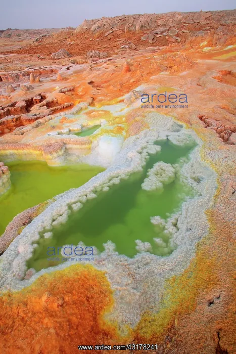 : Acid ponds in Dallol, Ethiopia : Acid ponds in Dallol, Ethiopia