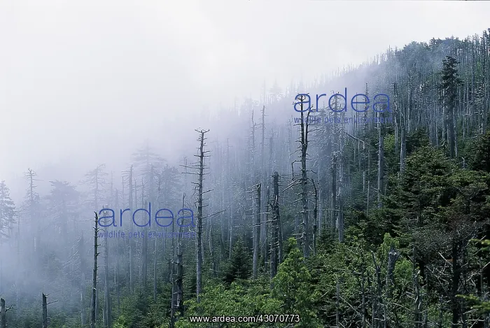 : Acid rain. View of trees killed by acid rain and other air pollution : Acid rain. View of trees killed by acid rain and other air pollution