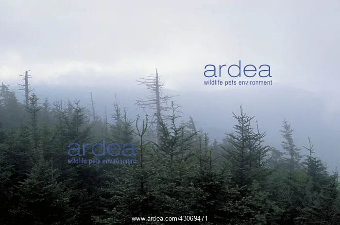 : Acid rain damage : Acid rain damage