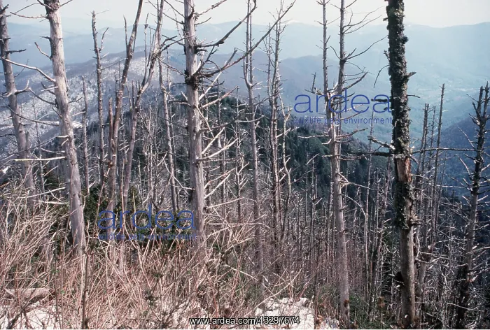 : ACID RAIN DAMAGE : ACID RAIN DAMAGE