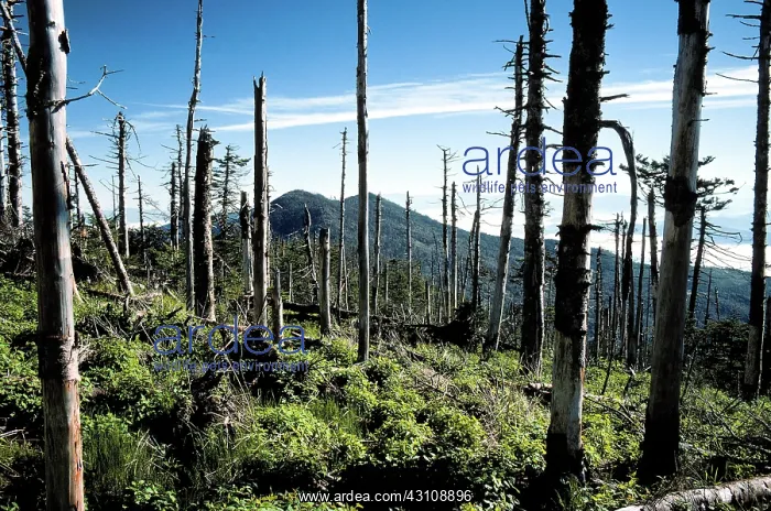 : Acid Rain Damage on Mt. Mitchell : Acid Rain Damage on Mt. Mitchell