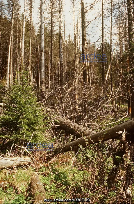 : ACID RAIN - Dead and dying Norway Spruce forest : ACID RAIN - Dead and dying Norway Spruce forest