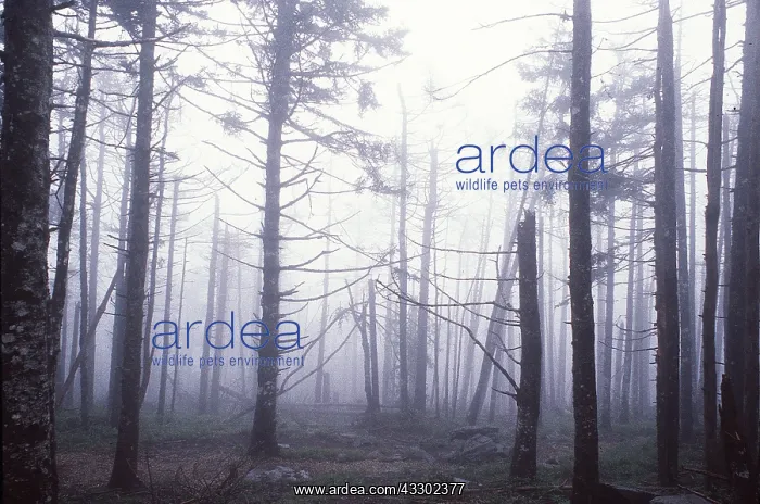 : ACID RAIN - dying Spruce Trees : ACID RAIN - dying Spruce Trees