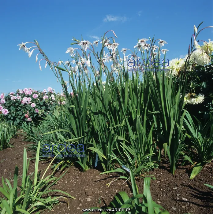  : Acidanthera (Gladiolus callianthus)