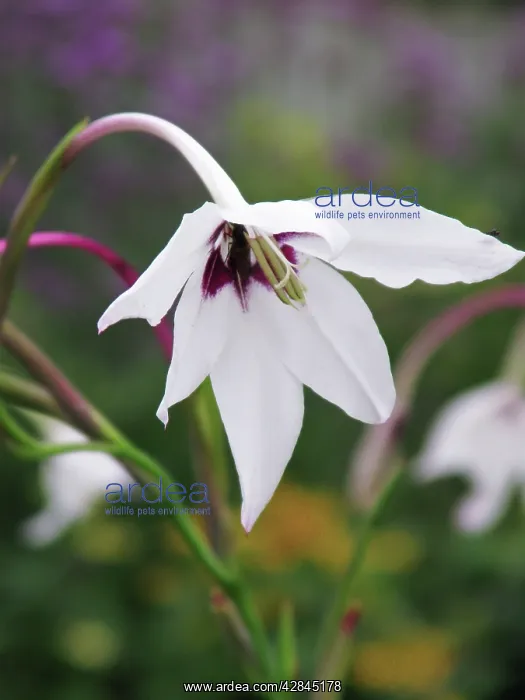  : Acidanthera - This gladiolus like plant grows its