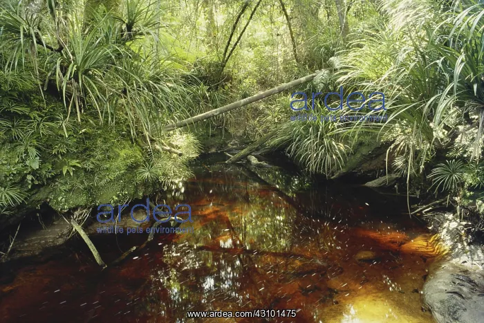 : Acidic Brown Stream : Acidic Brown Stream