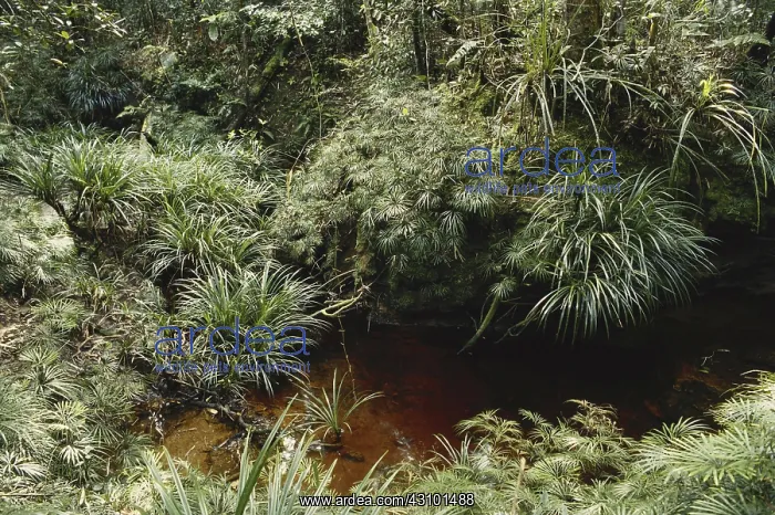 : Acidic Brown Stream : Acidic Brown Stream