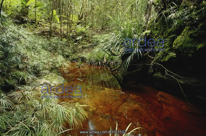 : Acidic Brown Stream : Acidic Brown Stream
