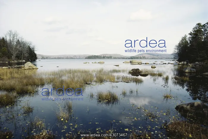 : Acidic Lake, Adirondack State Park : Acidic Lake, Adirondack State Park