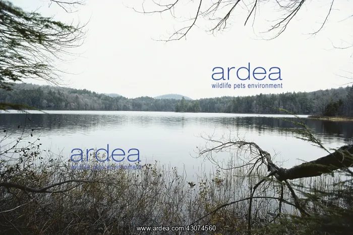 : Acidic Lake in Adirondack State Park : Acidic Lake in Adirondack State Park