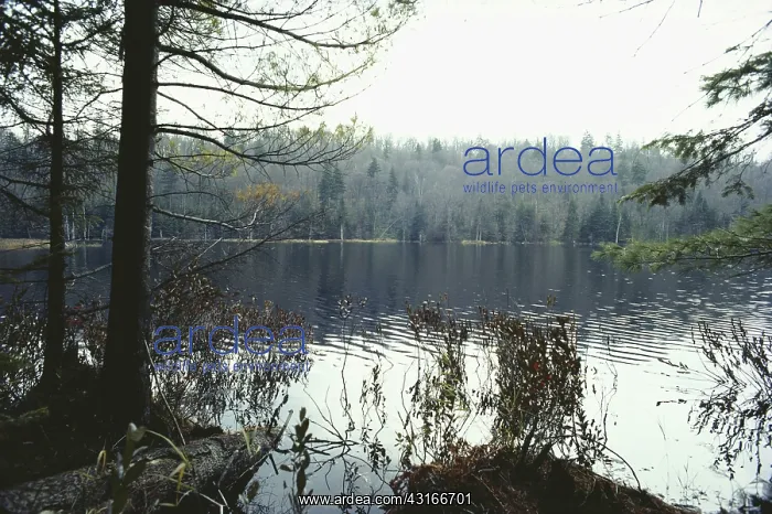 : Acidic Pond, Adirondack State Park : Acidic Pond, Adirondack State Park